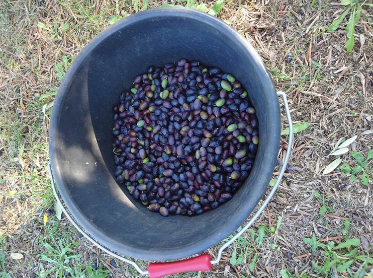 Cigaleo chambre d'hôtes Carnoules Var