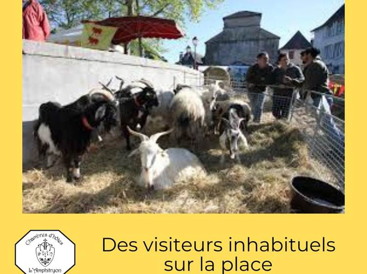 Foire du 1er mai - Le bétail