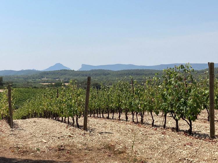 Vignoble avec vue sur le Pic Saint Loup et l'Hortus
