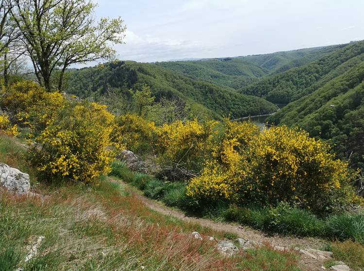Les maisons de Coline-les gorges de la Dordogne-floraison des genêts en avril