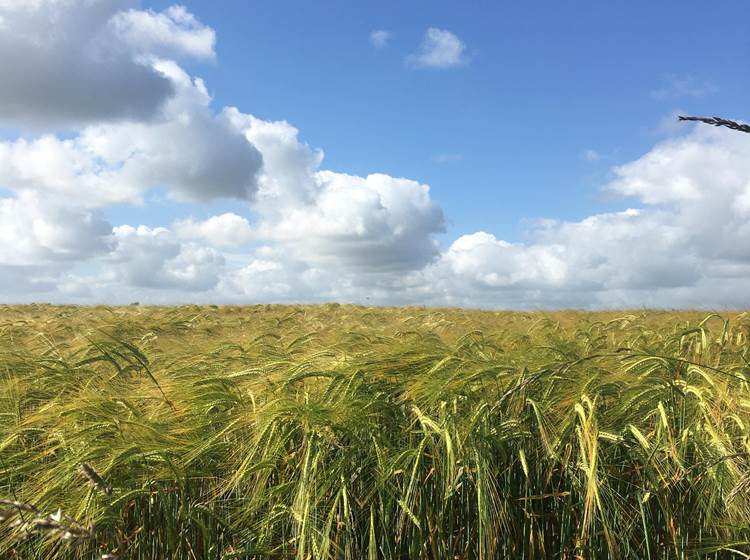 Champs de Blé à Béhen