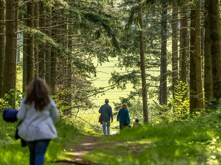 Forêt du Tay