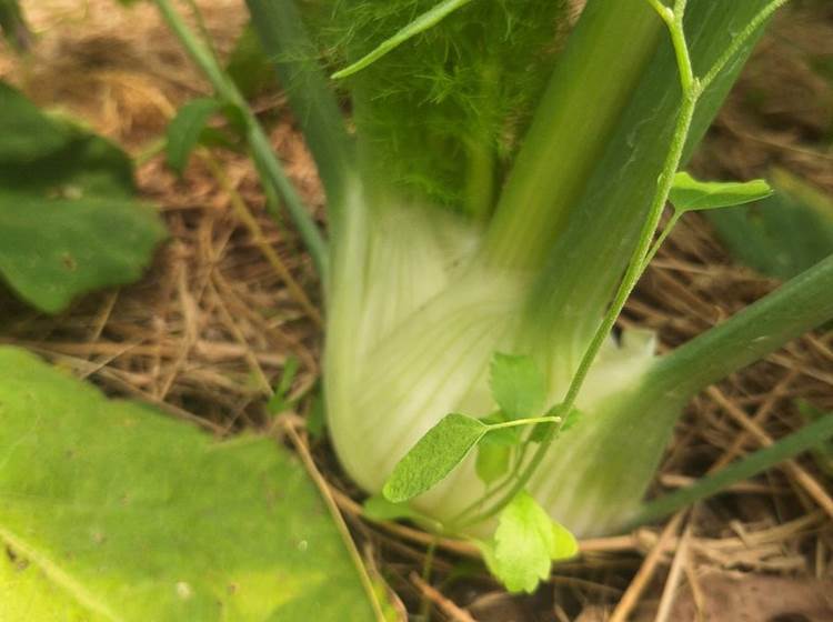 Verger et potager bio