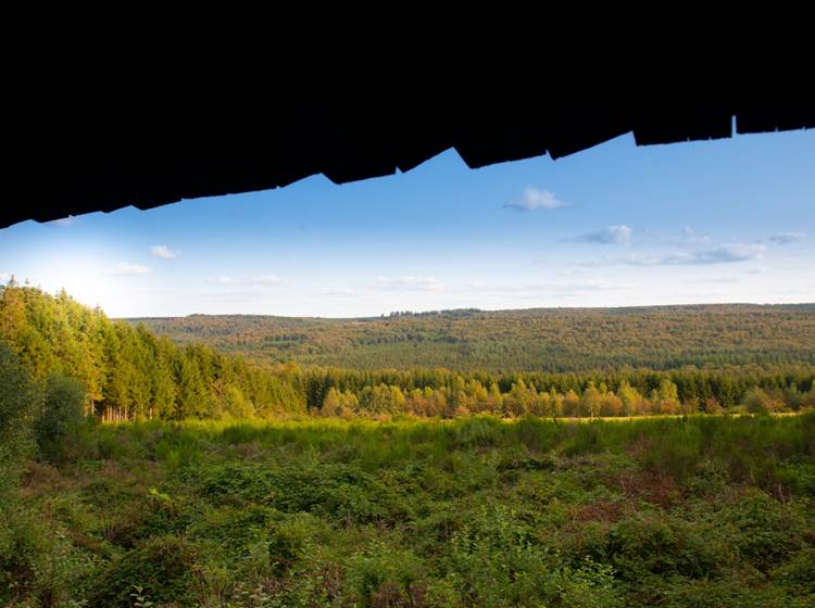 dbcreation.be - Vue de la Forêt de Saint-Hubert