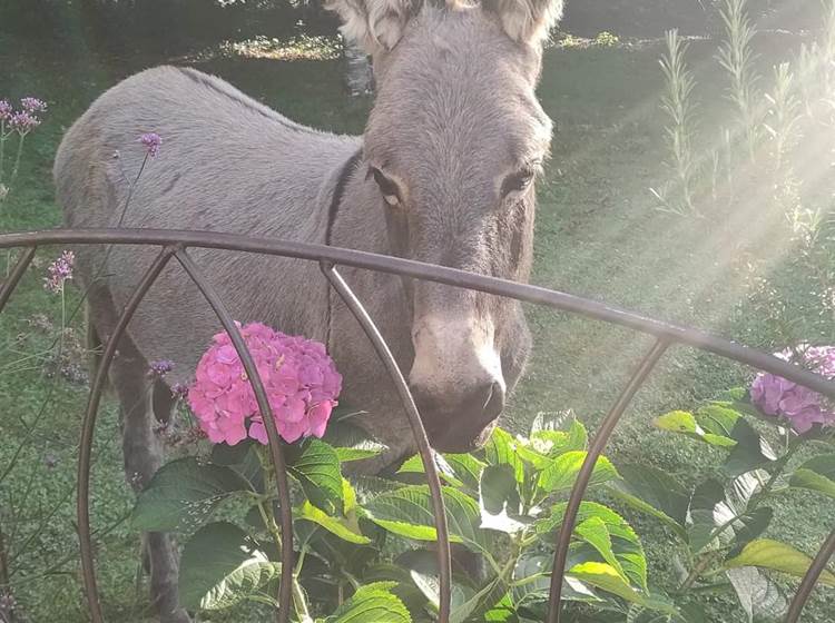 chambredhotes-âne-animal-compagnie