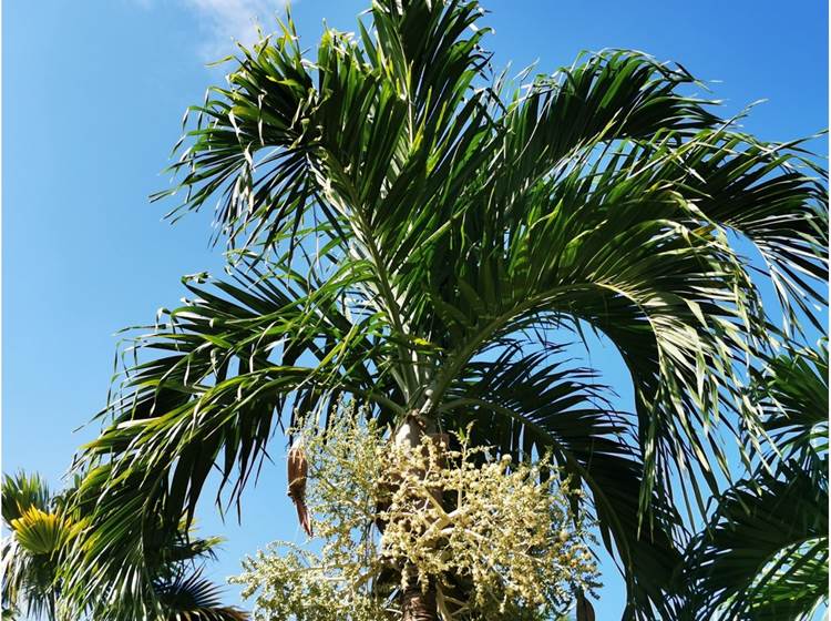jardin-balisiers-gite-ecoresponsable-sainte-anne-guadeloupe