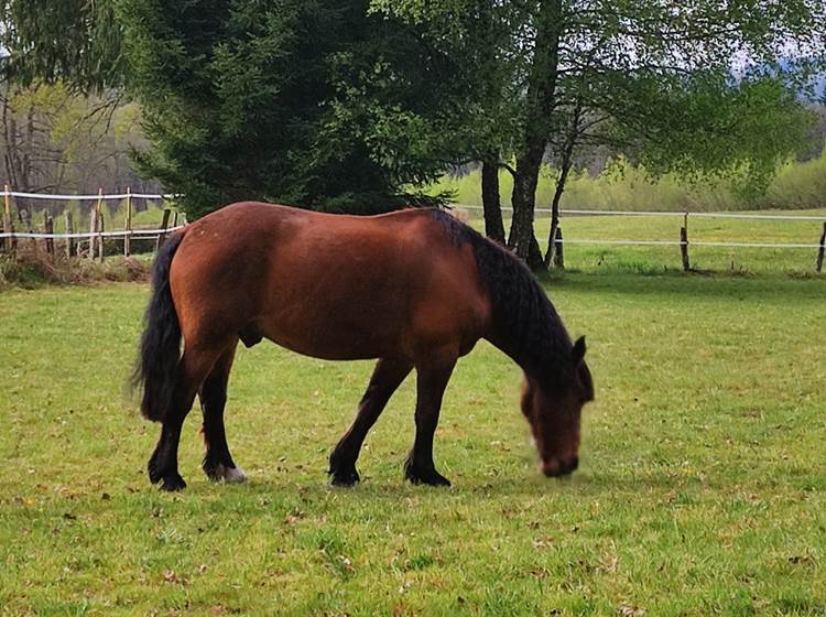 chambredhotes-Quitus-cheval-de-compagnie