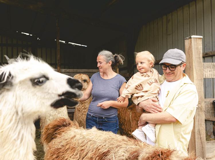 Vos expériences avec les lamas et alpagas de Saint-Aignan