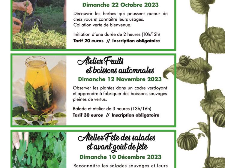Ballade Atelier découverte des plantes comestibles