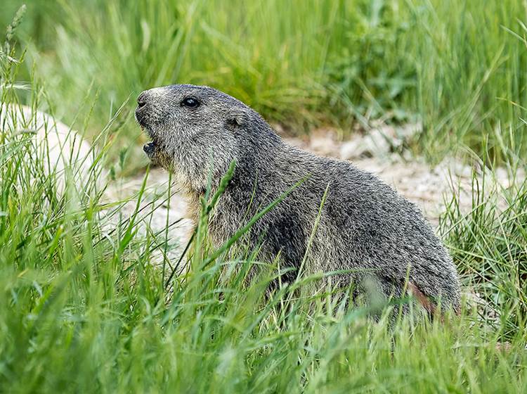 La Marmotte des Alpes - Parc animalier de Serre-Ponçon