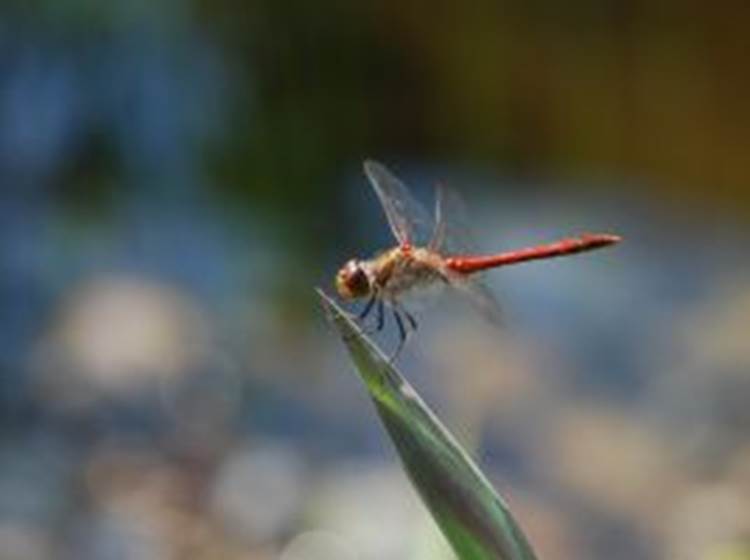 libellule rouge