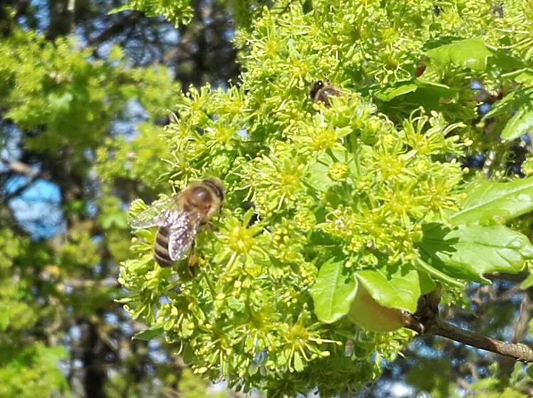 Apis Mellifera ou abeille noire dans les érables champêtres