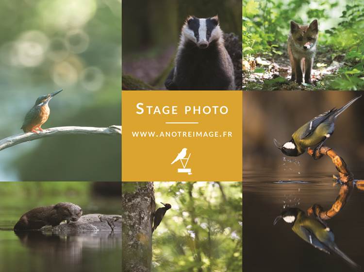stage photo nature - Bastien Prévost photographe animalier