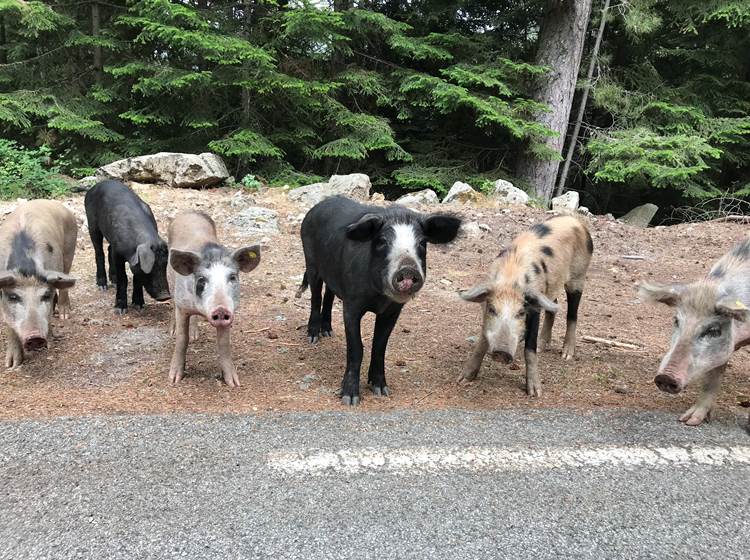 Rencontre avec les habitants de la forêt