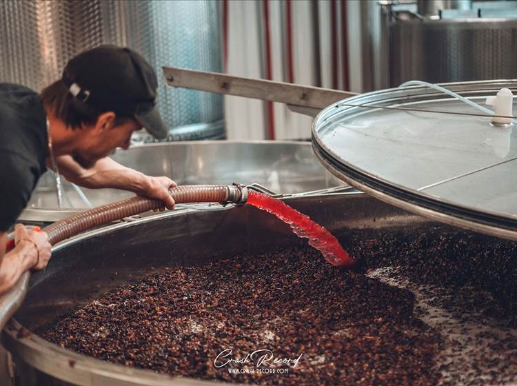La vinification des vins rouges