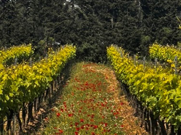 Vins des Alpilles