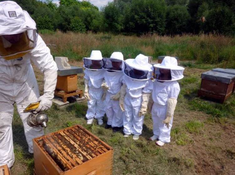 Apprenti apiculteur