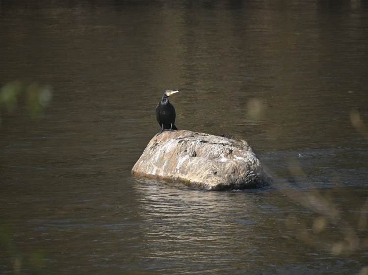 Aalscholver - Cormoran - Kormoran - Cormorant