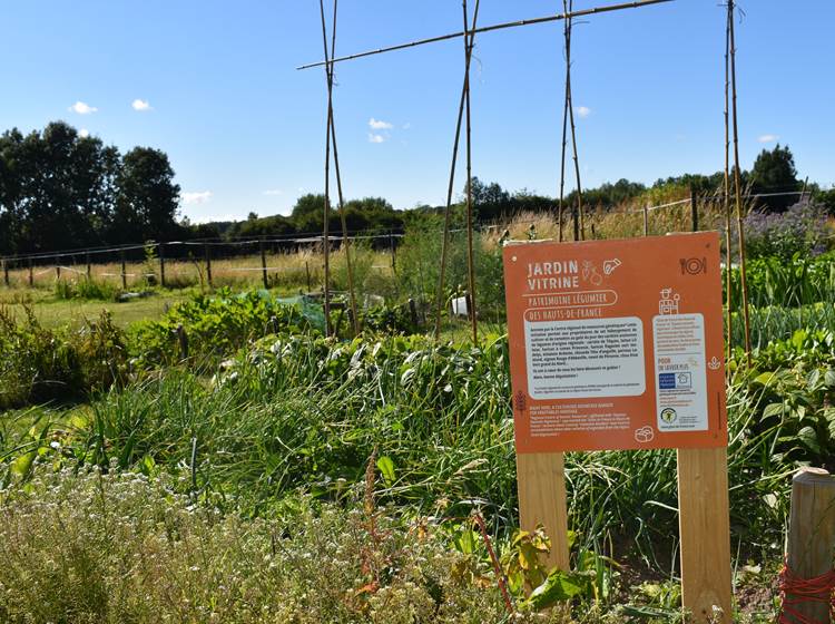 Patrimoine légumier : variétés anciennes d'origine régionale