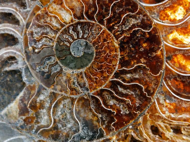 Une belle ammonite