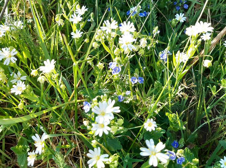 fleurs sauvages de printemps Masjoubert 87120, jardin naturel plein air et bon air !