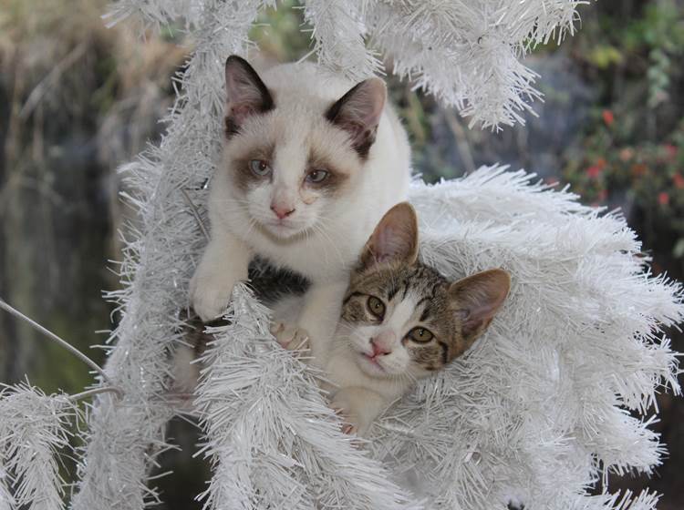 Nos chatons aussi fêtent Noël