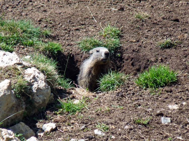 La colline aux marmottes