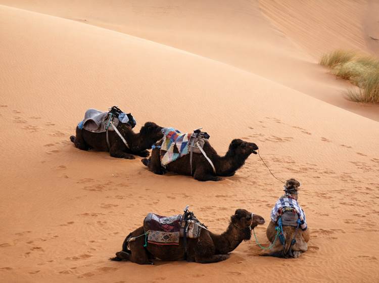 Le repos des dromadaires