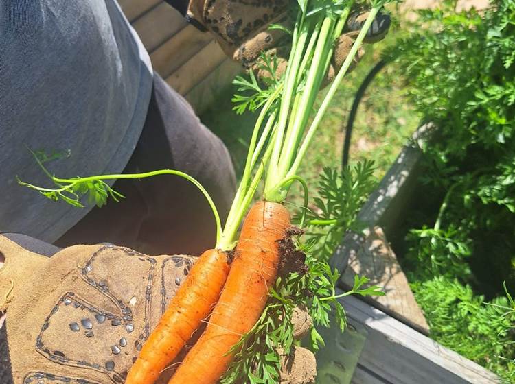 Verger et potager bio