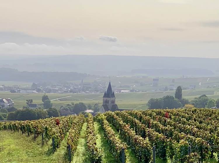Découverte du vignoble de Champagne - Les Suites Champenoises