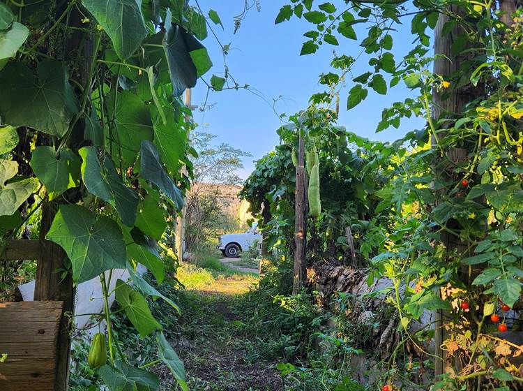 Directement du potager à l'assiette