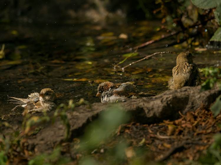 Et les oiseaux...
