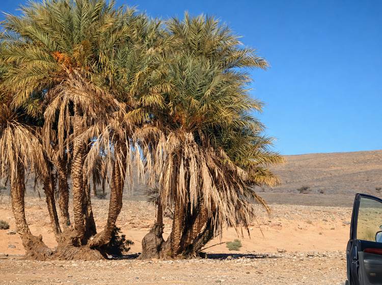 Petite pause près des palmiers-dattiers