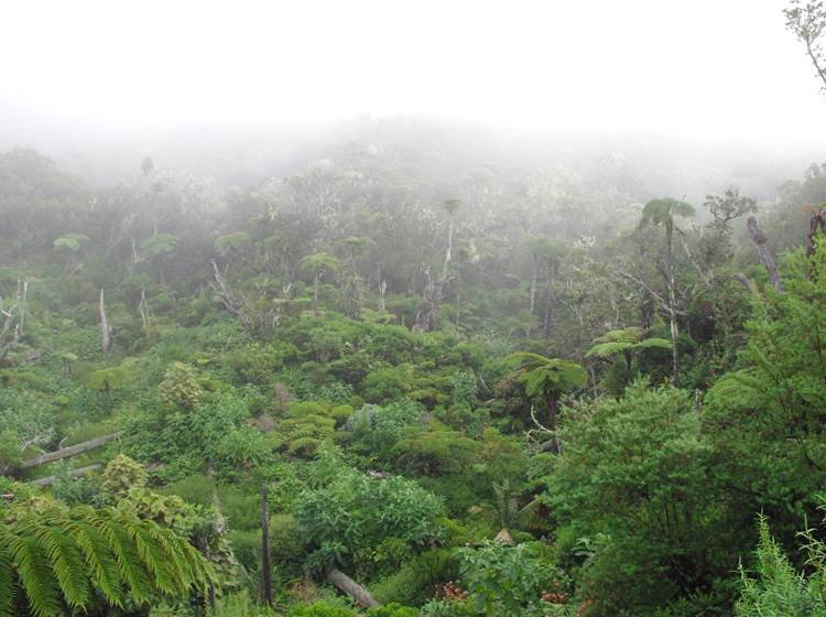 Forêt de la Plaine des Chicots