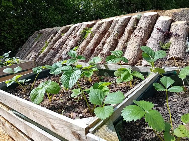 Des fraisiers "remontants" pour une récolte au printemps et à la fin de l'été