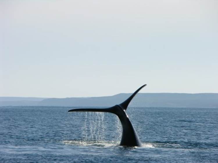 croisière aux baleines