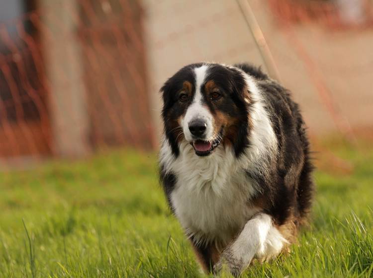 Lungo, un de nos chiens médiateurs