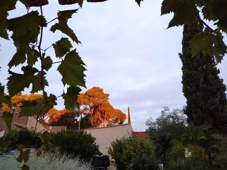 Sublimes couleurs automnales à Le Coq du Nord-Mailhac