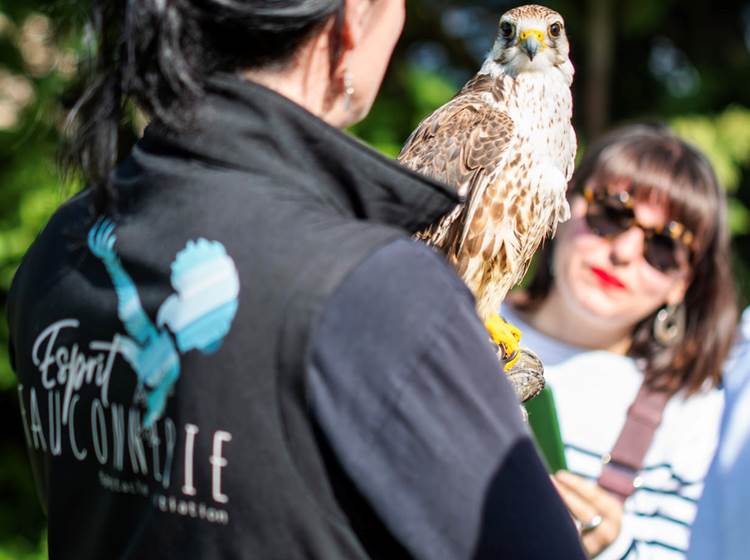 Présentation des oiseaux