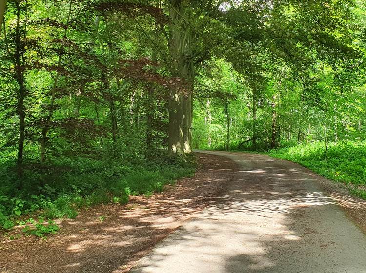 un passage dans le bois ...