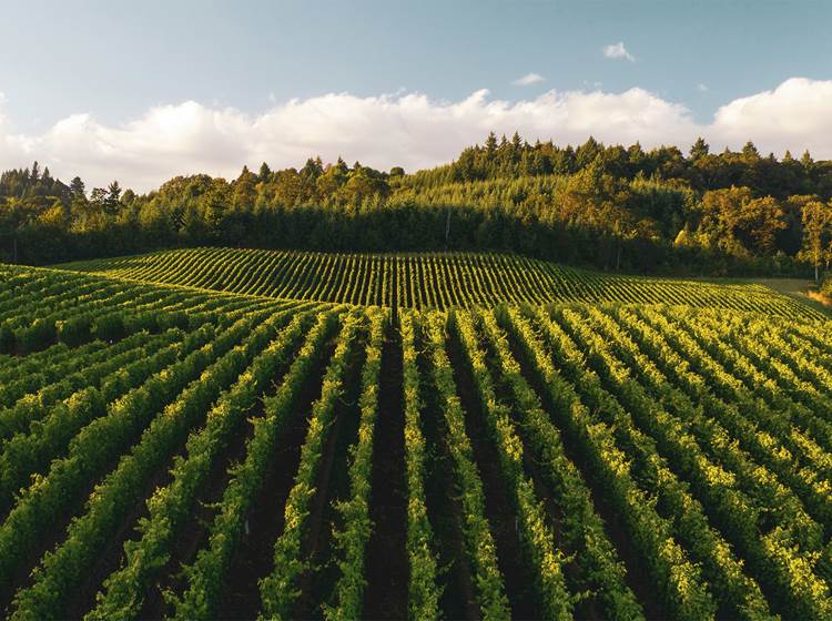 La route des Vins - randonnée en Bourgogne