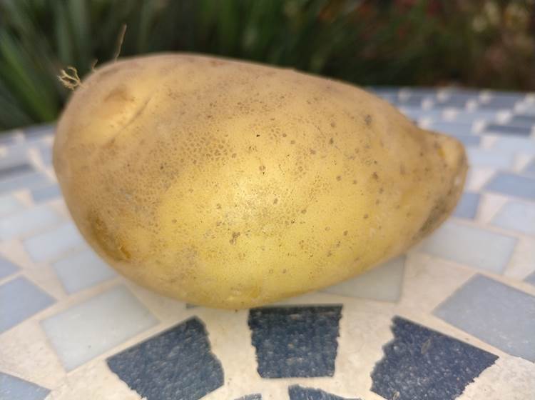 Pommes de terre du potager "Le Coq du Nord-Mailhac"