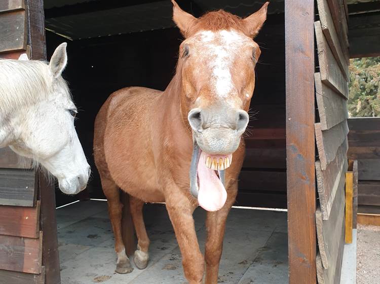 LES CHAMBRES DE MON P'TIT MAS - NIRVANA