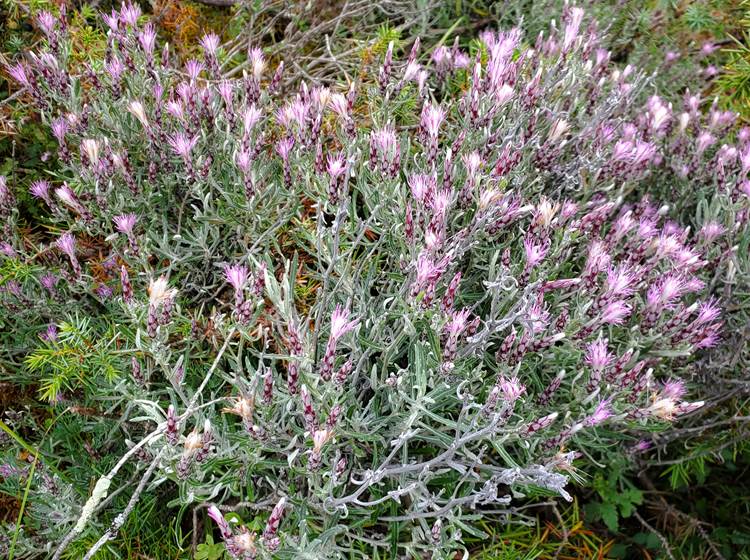 Stéhéline douteuse ( Staehelina Dubia )