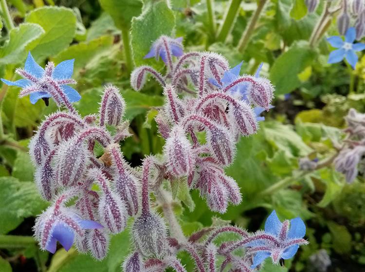 Fleur du potager : bourrache