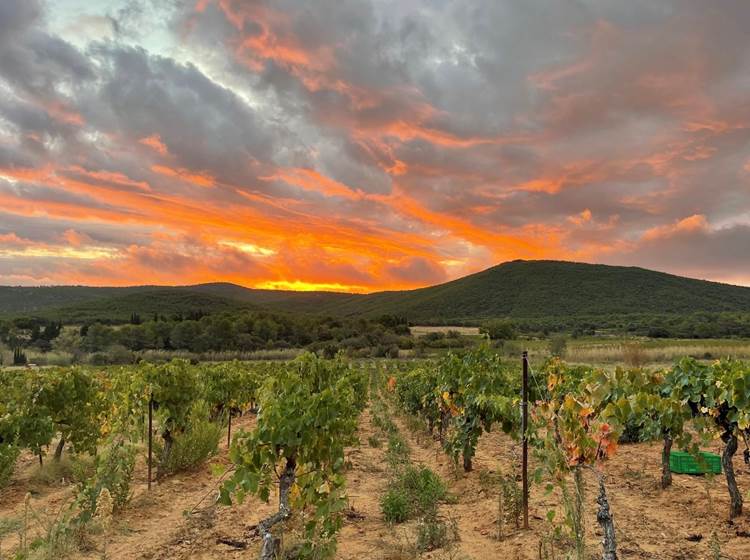 lever de soleil à la vigne