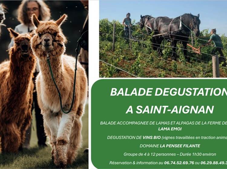 Dégustation vin bio avec des lamas et alpagas