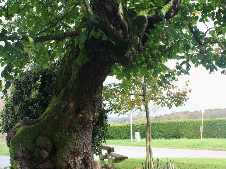 L'arbre de Ferage