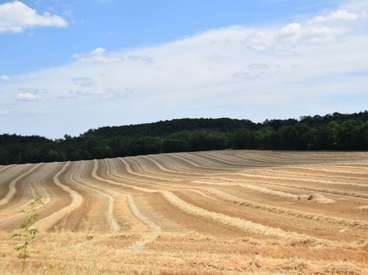 Champ de blé en Occitanie