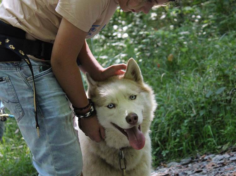 Contact avec le chien